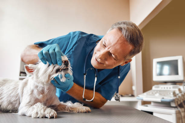 Best Emergency Dental Extractions in White Oak, MS